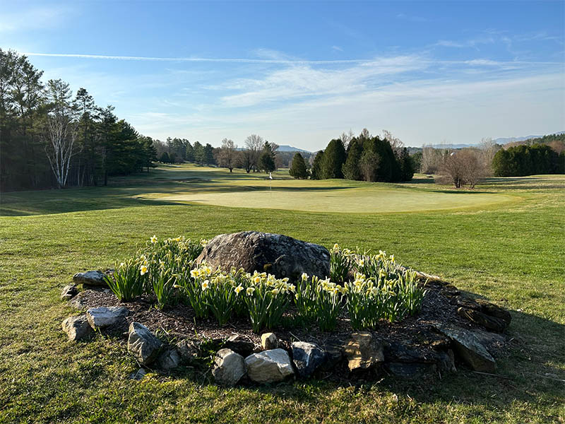 Neshobe Golf Club daffodils in spring